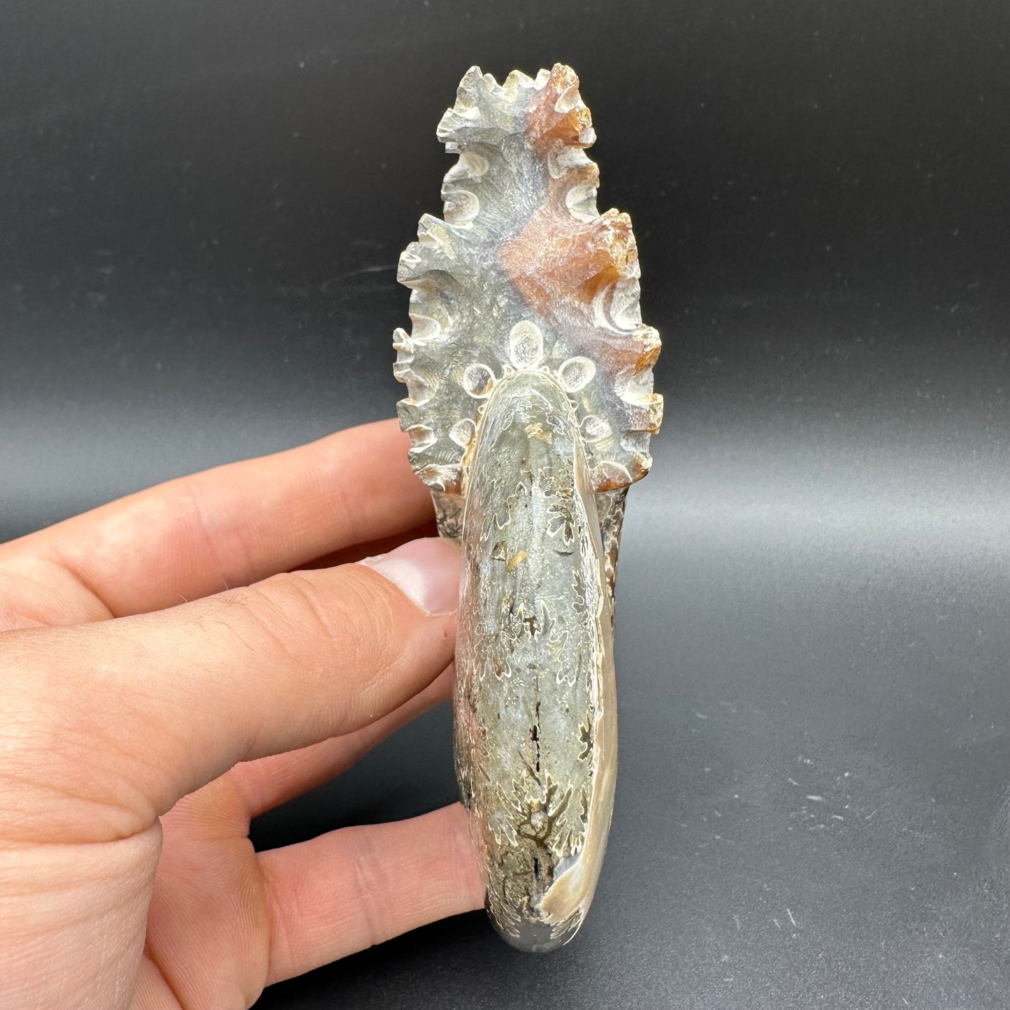 Cleoniceras Ammonite Fossil With Box And Stand - Cretaceous Ammonite Madagascar