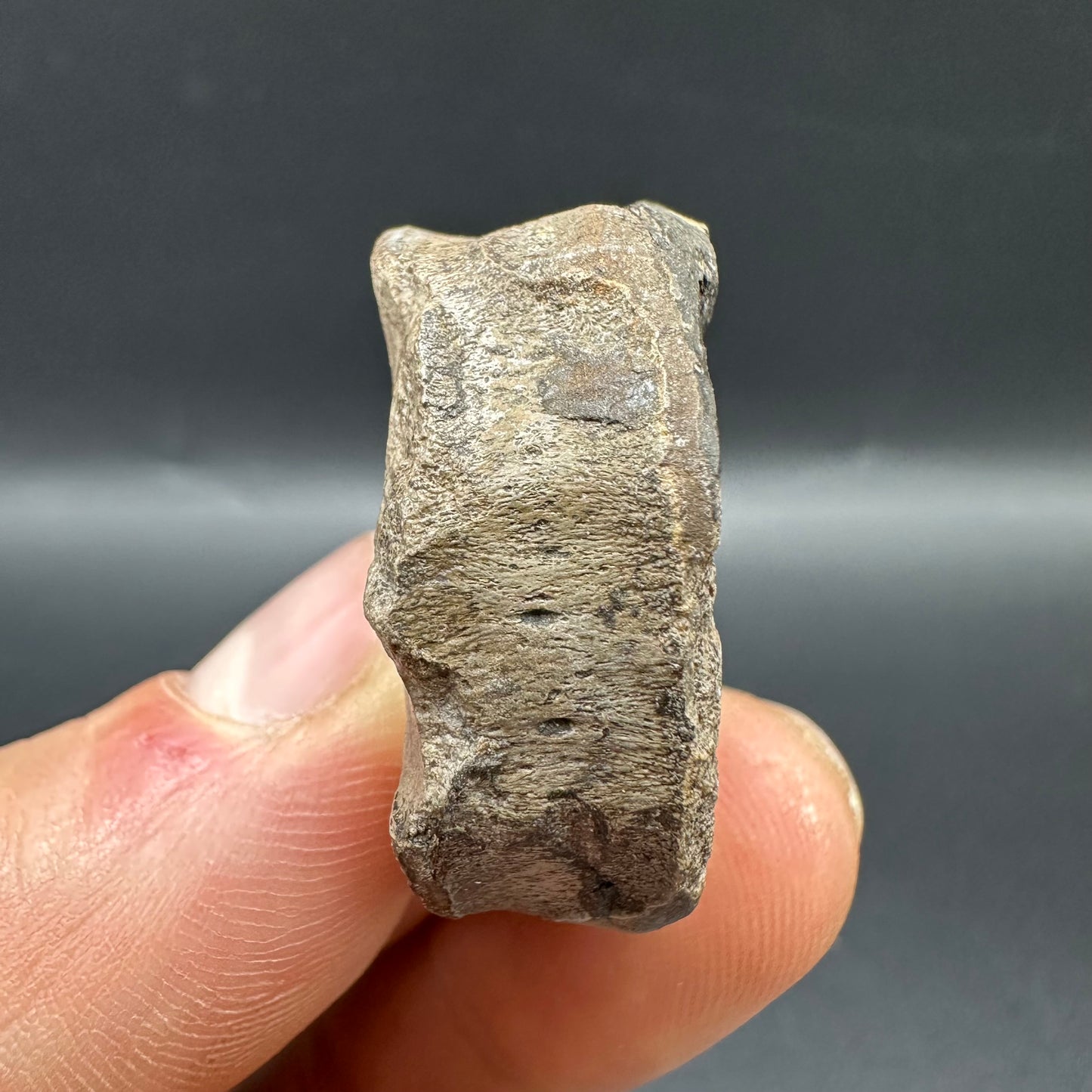 Ichthyosaur Vertebra fossil with box and stand - Whitby, North Yorkshire Jurassic Coast, Yorkshire fossils found on the Jurassic Coast