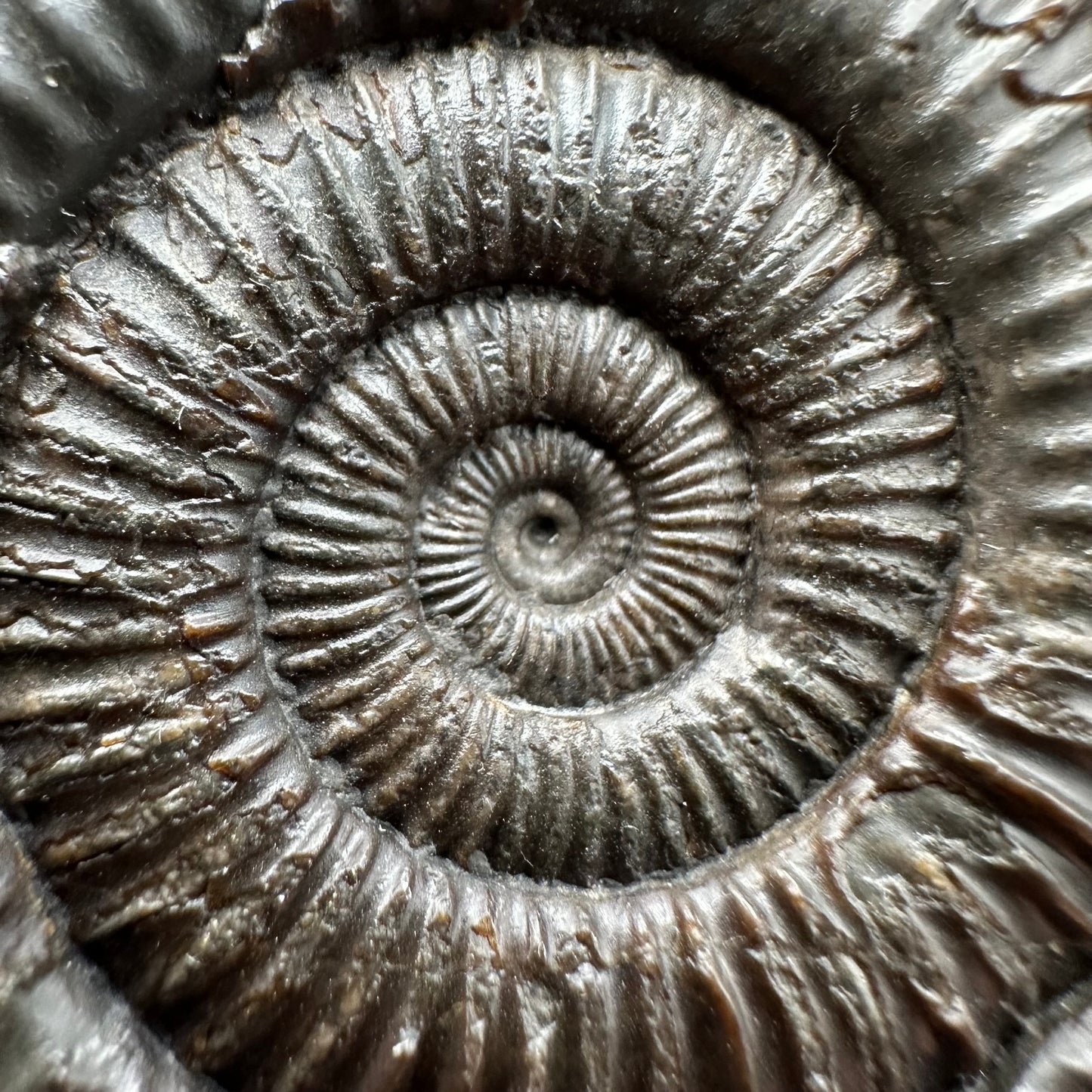 Dactylioceras Ammonite Fossil With box and Stand - Whitby, North Yorkshire Jurassic Coast Yorkshire Fossils