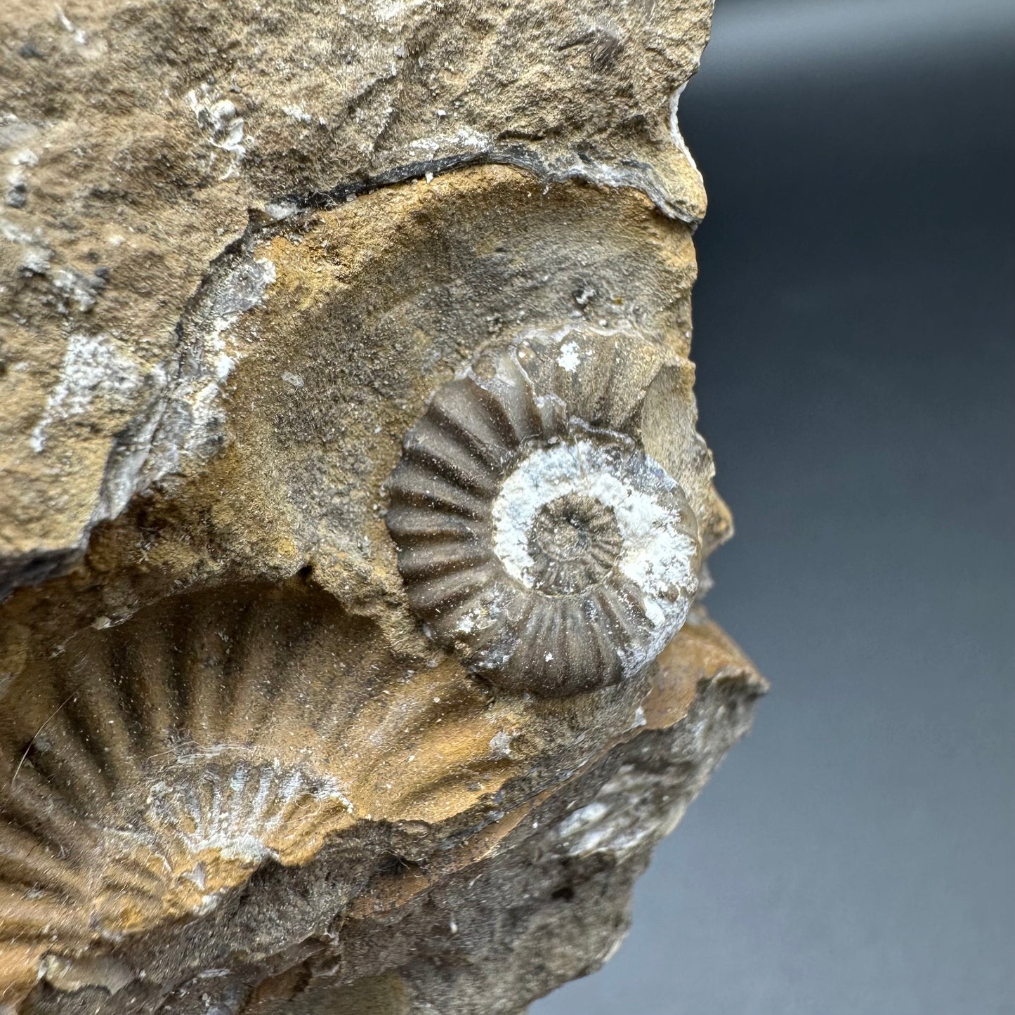 Androgynoceras Capricornus ammonite fossil - Whitby, North Yorkshire Jurassic Coast Yorkshire Fossils