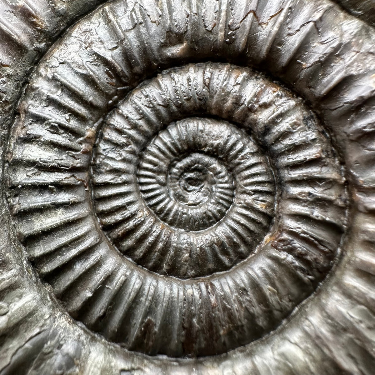 Dactylioceras Ammonite Fossil With box and Stand - Whitby, North Yorkshire Jurassic Coast Yorkshire Fossils
