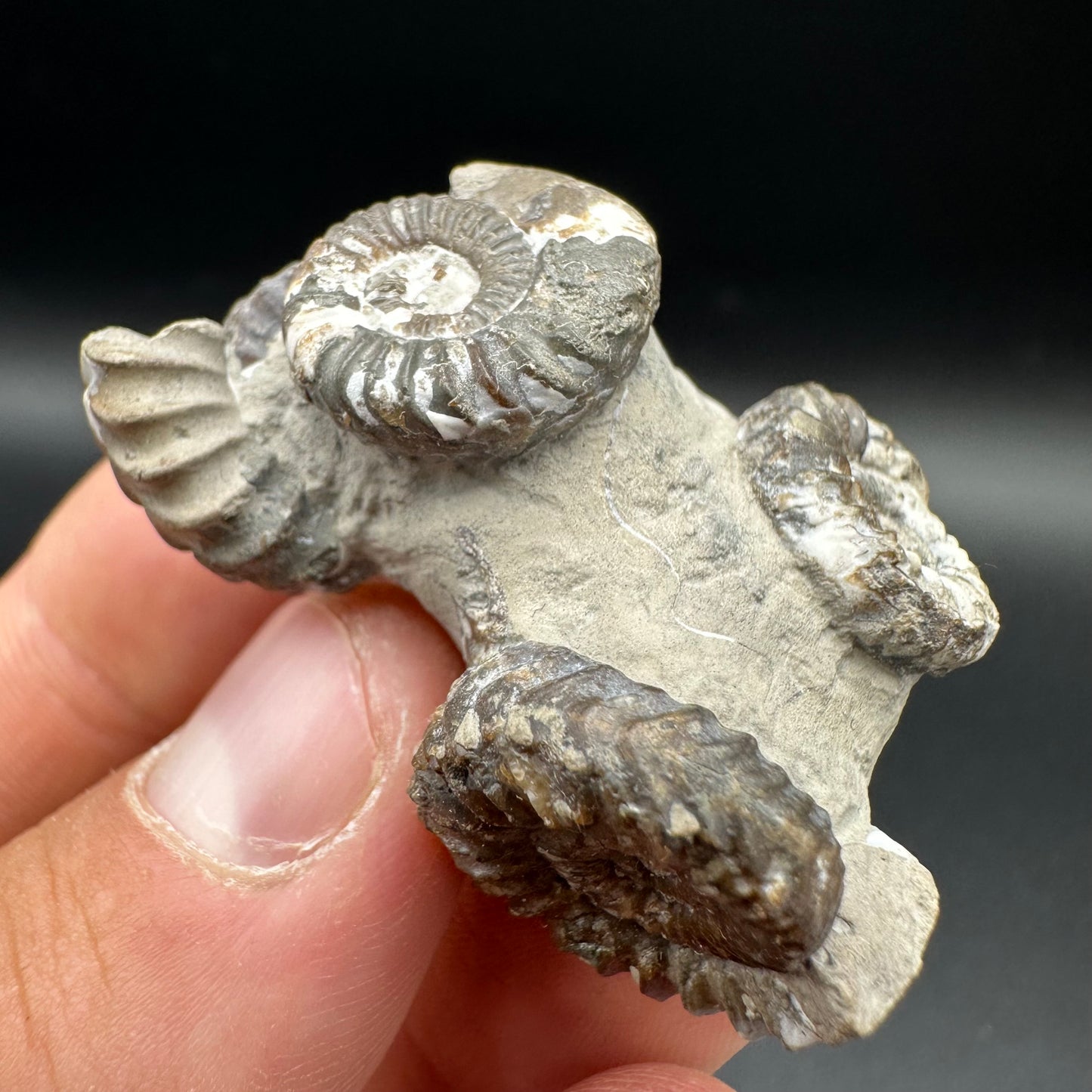 Oistoceras figulinum ammonite fossil with box and stand - Whitby, North Yorkshire Jurassic Coast Yorkshire Fossils