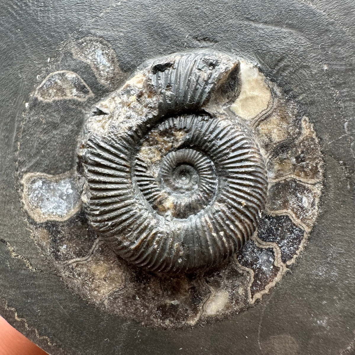 Dactylioceras Ammonite Fossil With box and Stand - Whitby, North Yorkshire Jurassic Coast Yorkshire Fossils