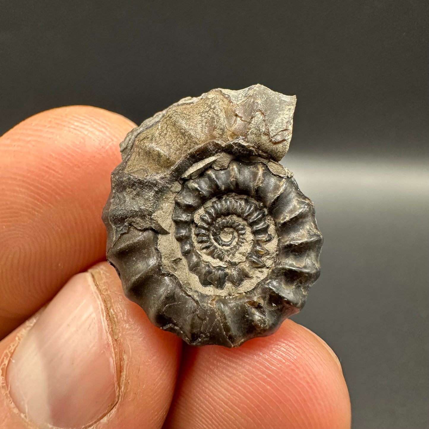 Gagaticeras Ammonite fossil with box and stand - Whitby, North Yorkshire Jurassic Coast Yorkshire Fossils