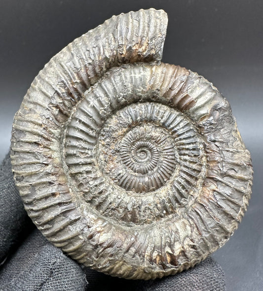 Dactylioceras Ammonite Fossil With Box And Stand - Whitby, North Yorkshire Jurassic Coast Yorkshire Fossils