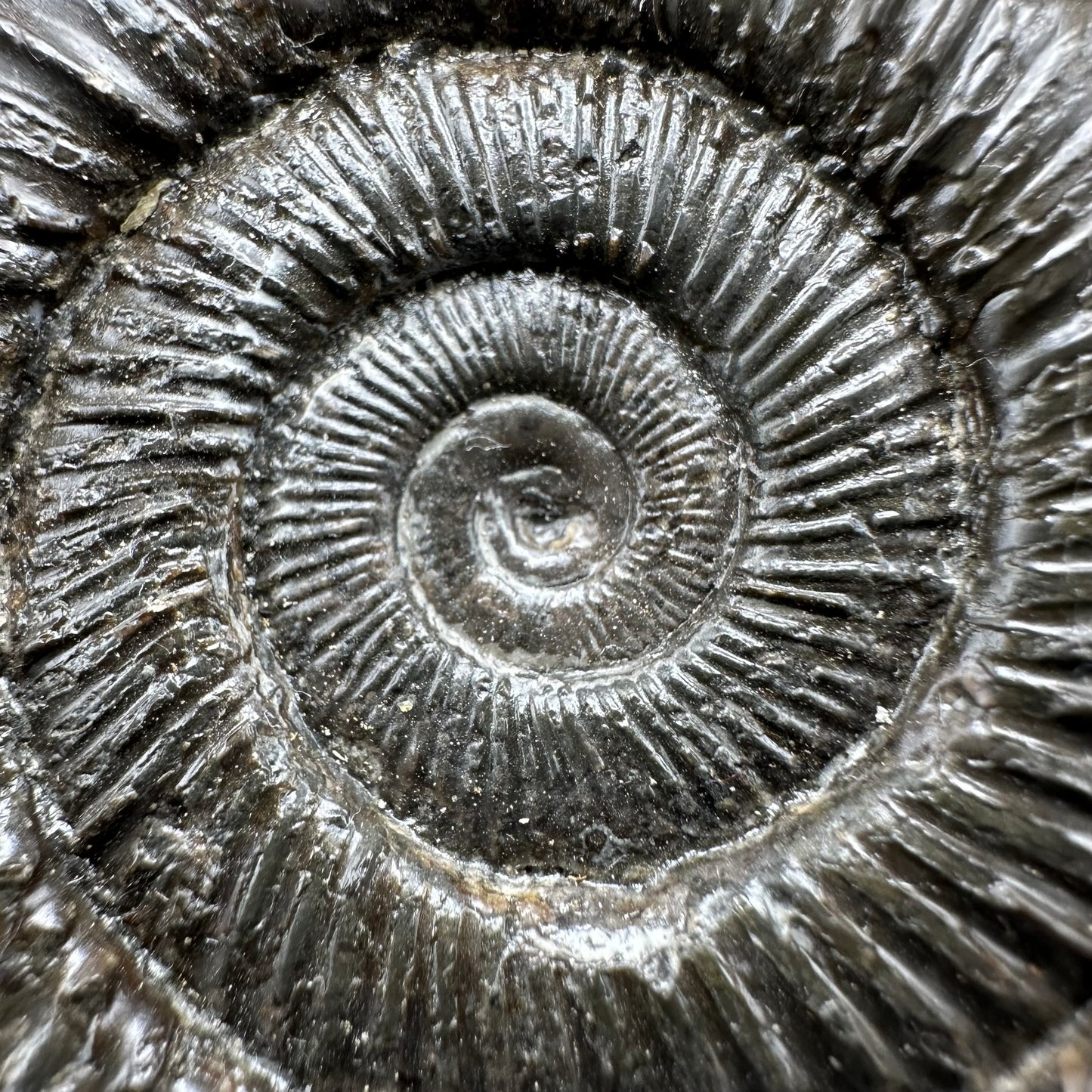 Dactylioceras Ammonite Fossil With Box And Stand - Whitby, North Yorkshire Jurassic Coast Yorkshire Fossils