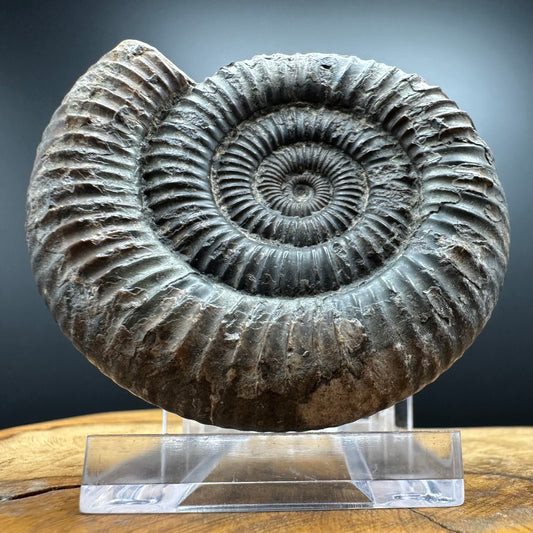 Dactylioceras Ammonite Fossil With box and Stand - Whitby, North Yorkshire Jurassic Coast Yorkshire Fossils