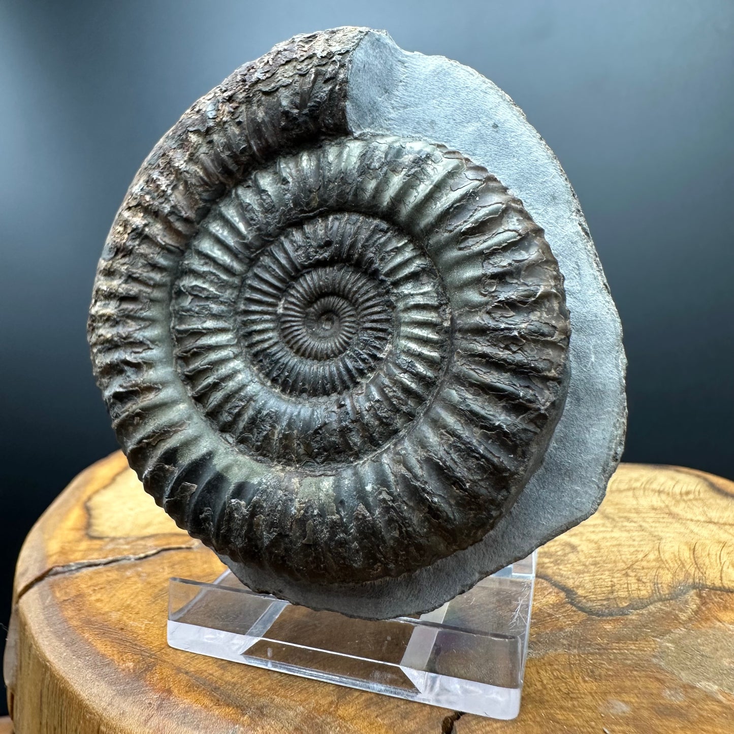 Dactylioceras Ammonite Fossil With box and Stand - Whitby, North Yorkshire Jurassic Coast Yorkshire Fossils