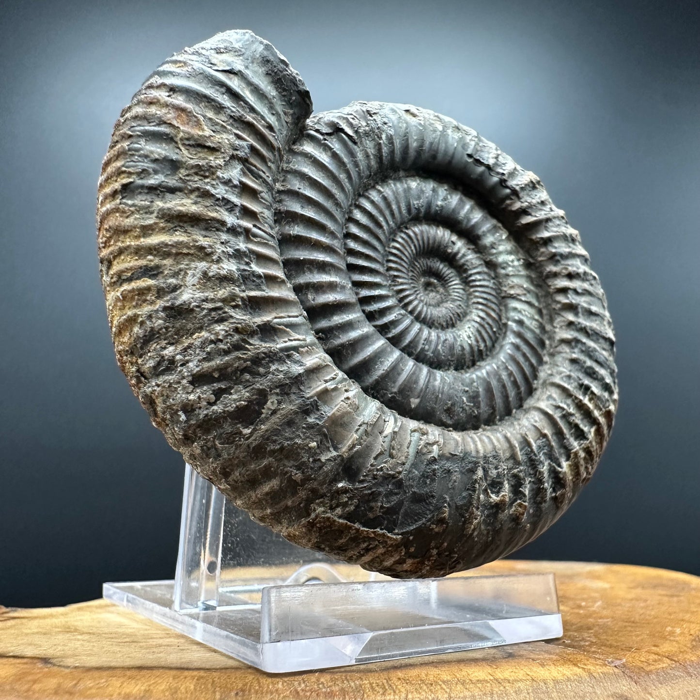 Dactylioceras Ammonite Fossil With box and Stand - Whitby, North Yorkshire Jurassic Coast Yorkshire Fossils