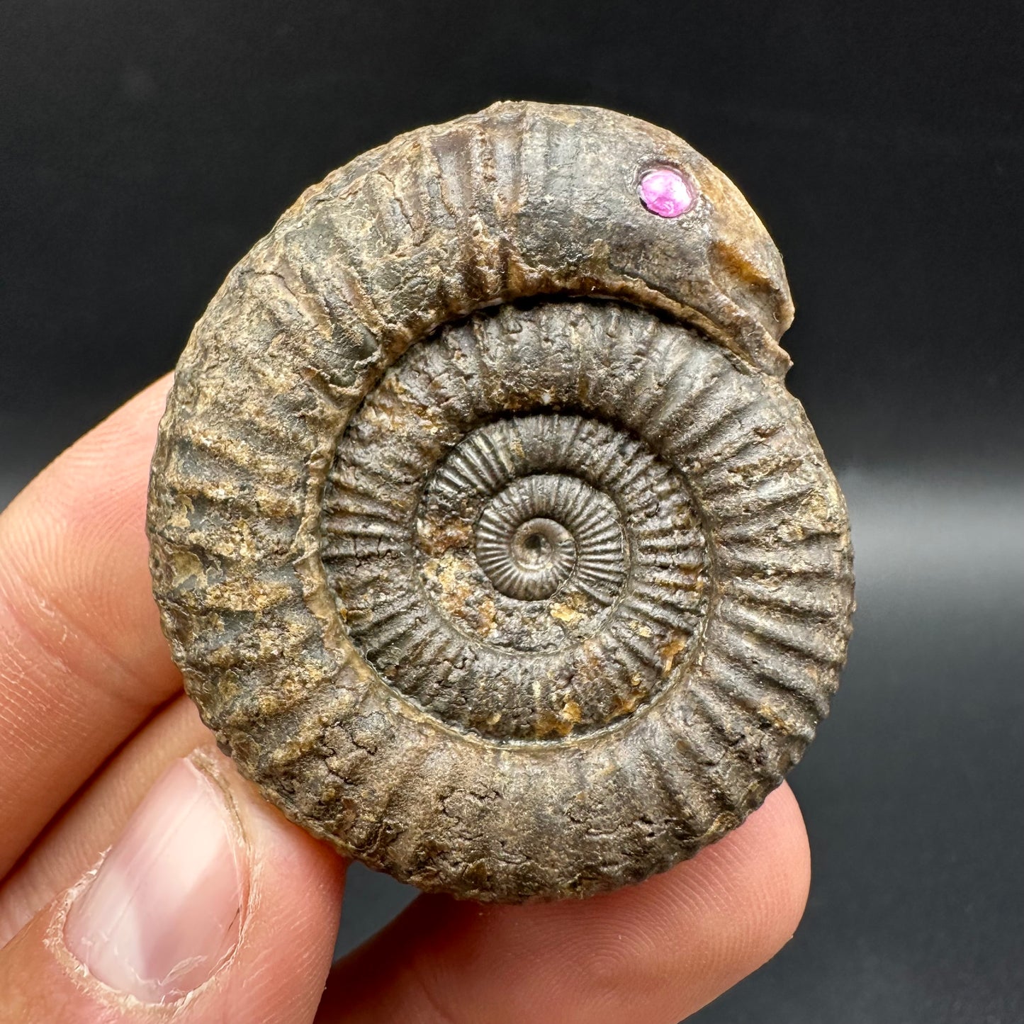 Snakestone Ammonite Fossil With Bag/Box And Stand - Whitby, North Yorkshire Jurassic Coast Yorkshire Fossils