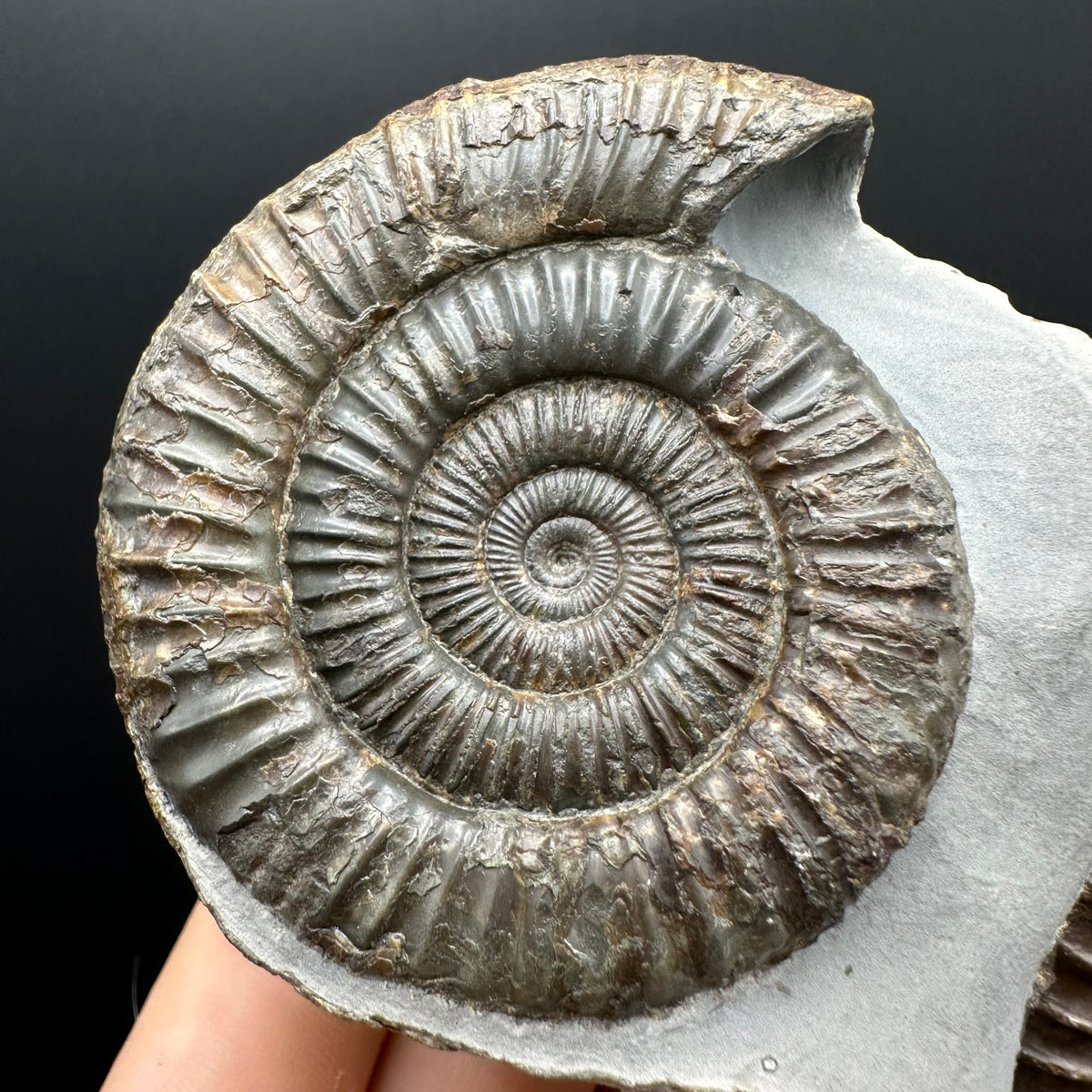 Dactylioceras Ammonite Fossil With Stand - Whitby, North Yorkshire Jurassic Coast Yorkshire Fossils
