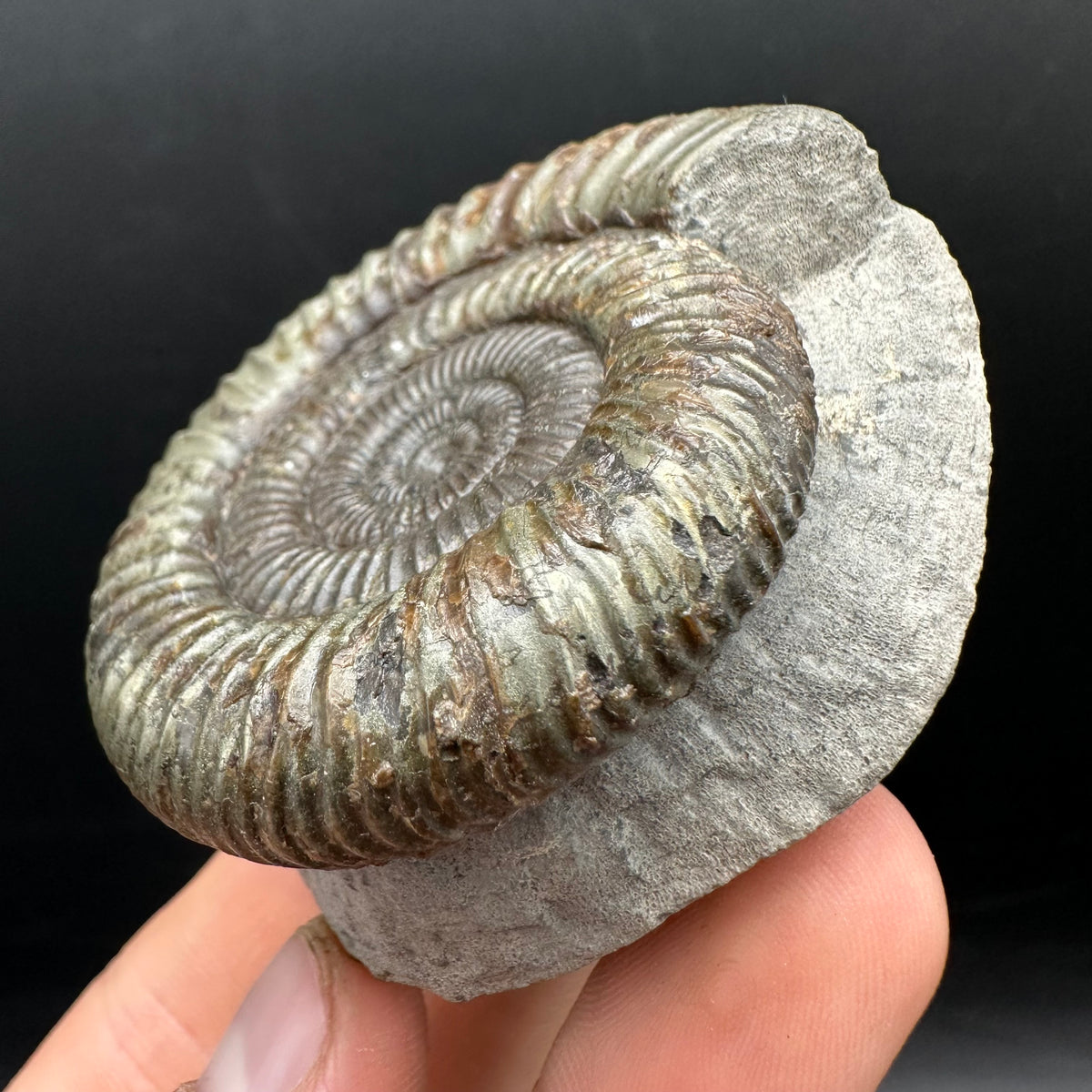 Dactylioceras Ammonite Fossil With box and Stand - Whitby, North Yorkshire Jurassic Coast Yorkshire Fossils