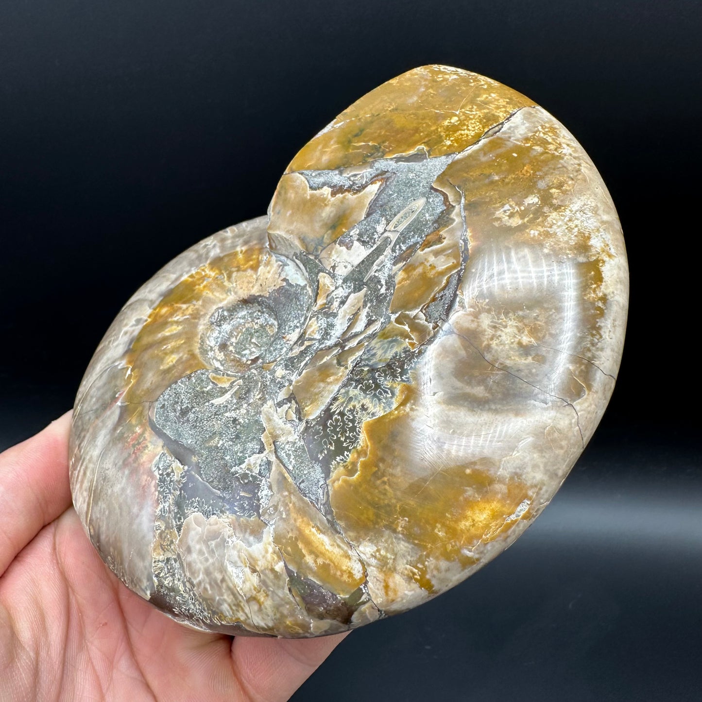 Cleoniceras Ammonite Fossil With Stand - Cretaceous Ammonite Madagascar