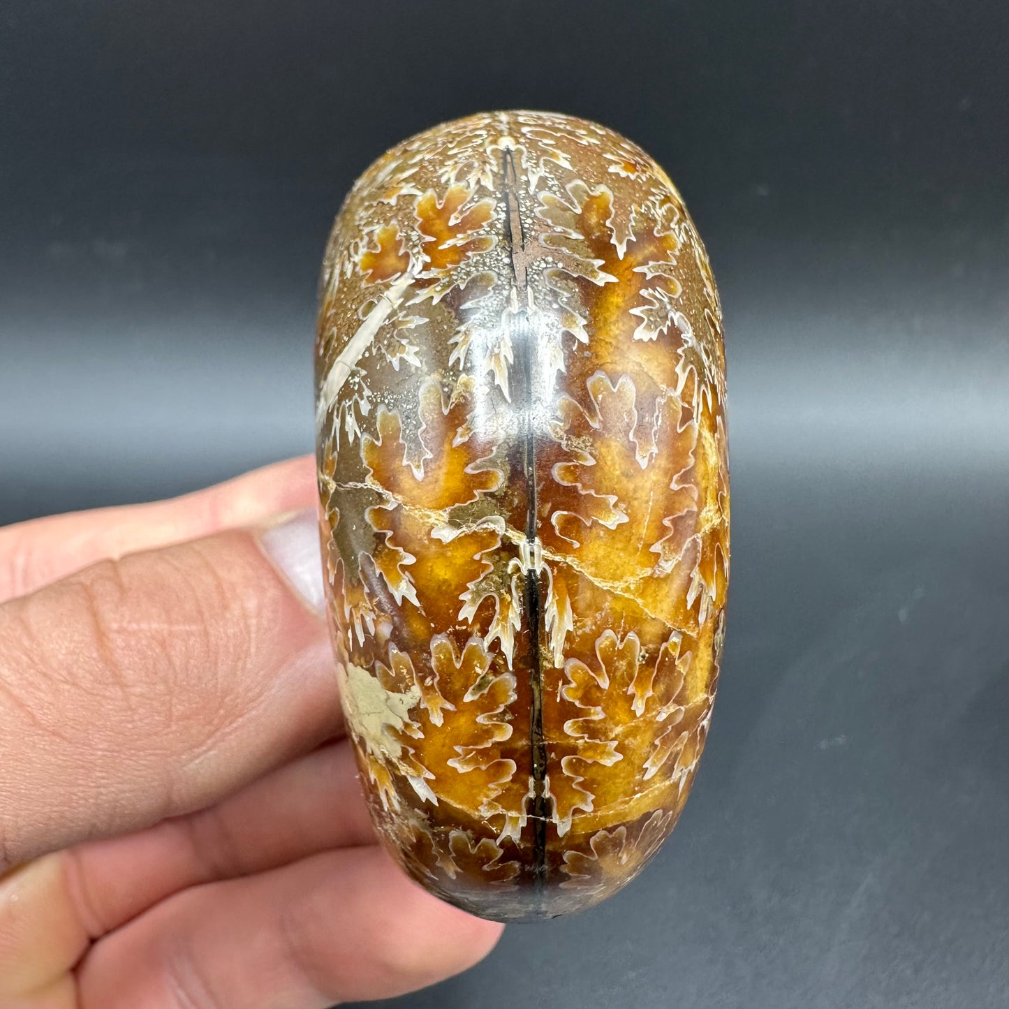 Puzosia Ammonite Fossil With Box And Stand - Cretaceous Ammonite Madagascar