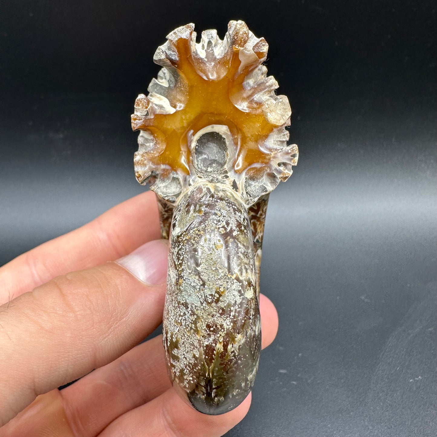 Puzosia Ammonite Fossil With Box And Stand - Cretaceous Ammonite Madagascar