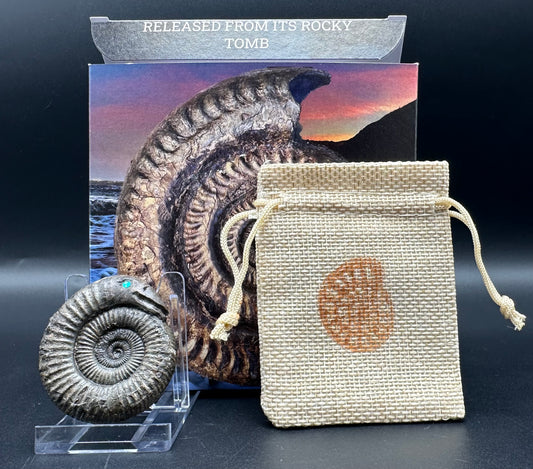 Snakestone Ammonite Fossil With Bag/Box And Stand - Whitby, North Yorkshire Jurassic Coast Yorkshire Fossils