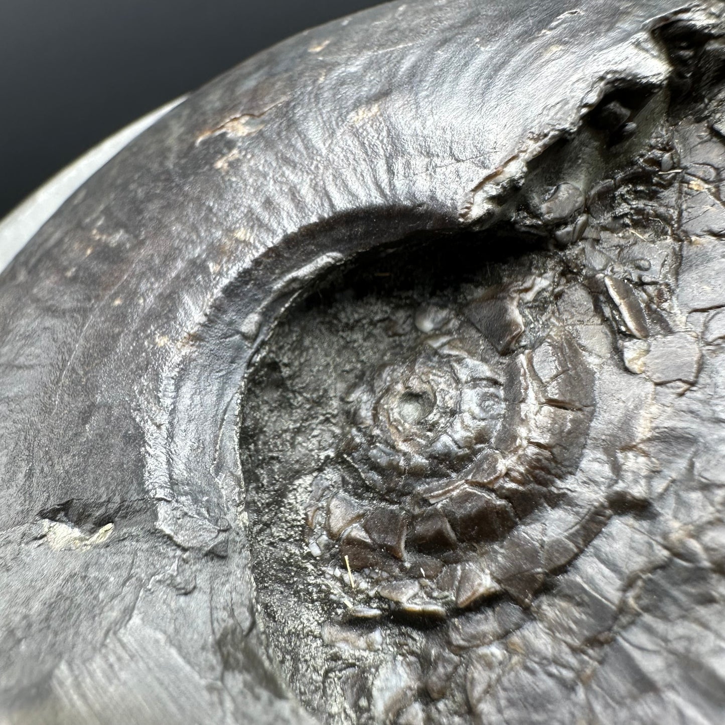 Golden Egg (GENUINE) Ammonite Fossil With Stand - Whitby, North Yorkshire Jurassic Coast Yorkshire Fossils