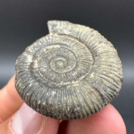 Dactylioceras Ammonite Fossil With Box And Stand - Whitby, North Yorkshire Jurassic Coast Yorkshire Fossils