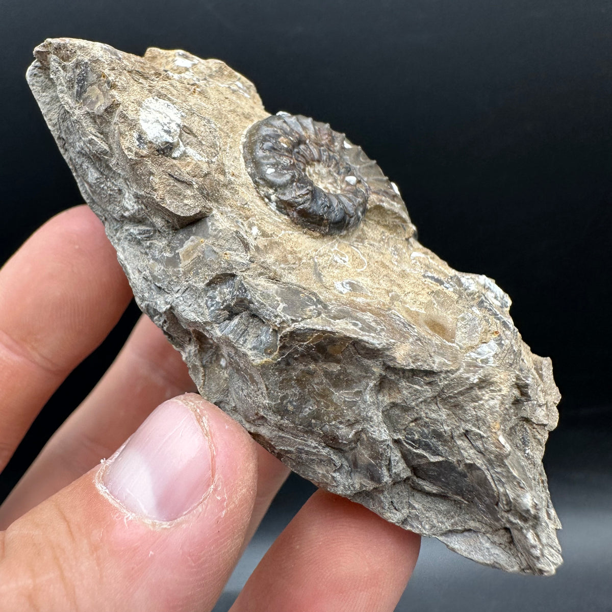 Amaltheus subnodosus Ammonite fossil with stand - Whitby, North Yorkshire Jurassic Coast Yorkshire Fossils