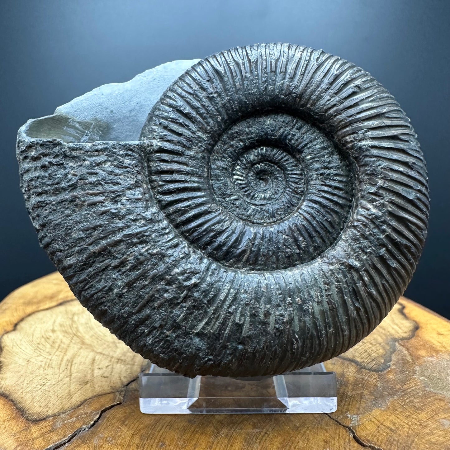 Dactylioceras semicelatum Ammonite fossil with stand - Whitby, North Yorkshire Jurassic Coast Yorkshire Fossils