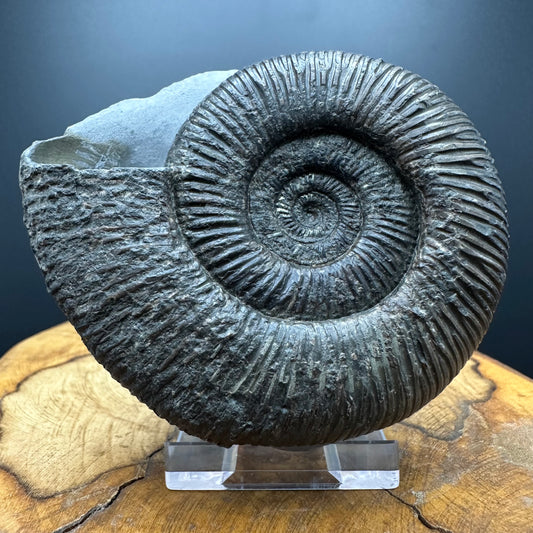 Dactylioceras semicelatum Ammonite fossil with stand - Whitby, North Yorkshire Jurassic Coast Yorkshire Fossils
