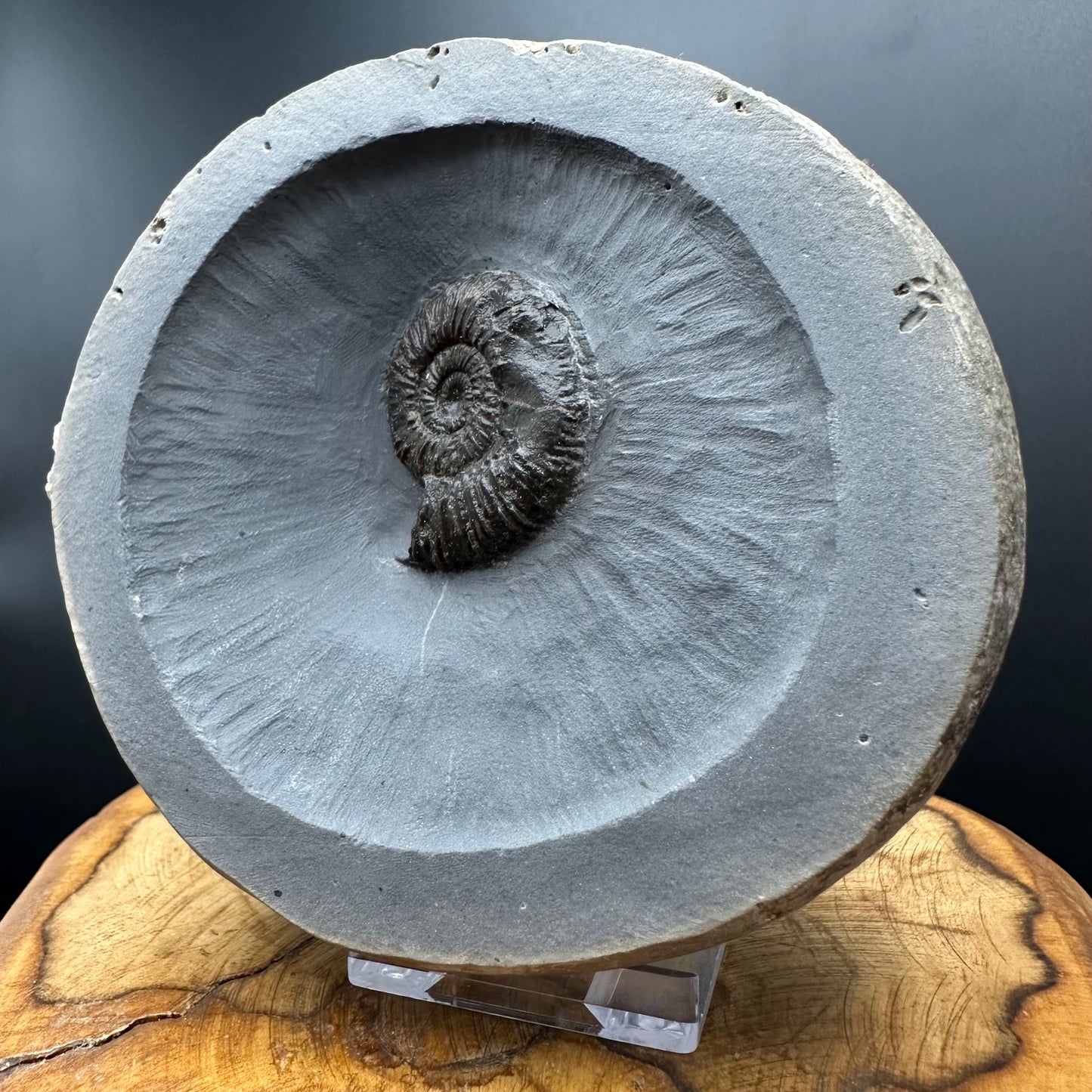 Dactylioceras semicelatum Ammonite fossil with stand - Whitby, North Yorkshire Jurassic Coast Yorkshire Fossils