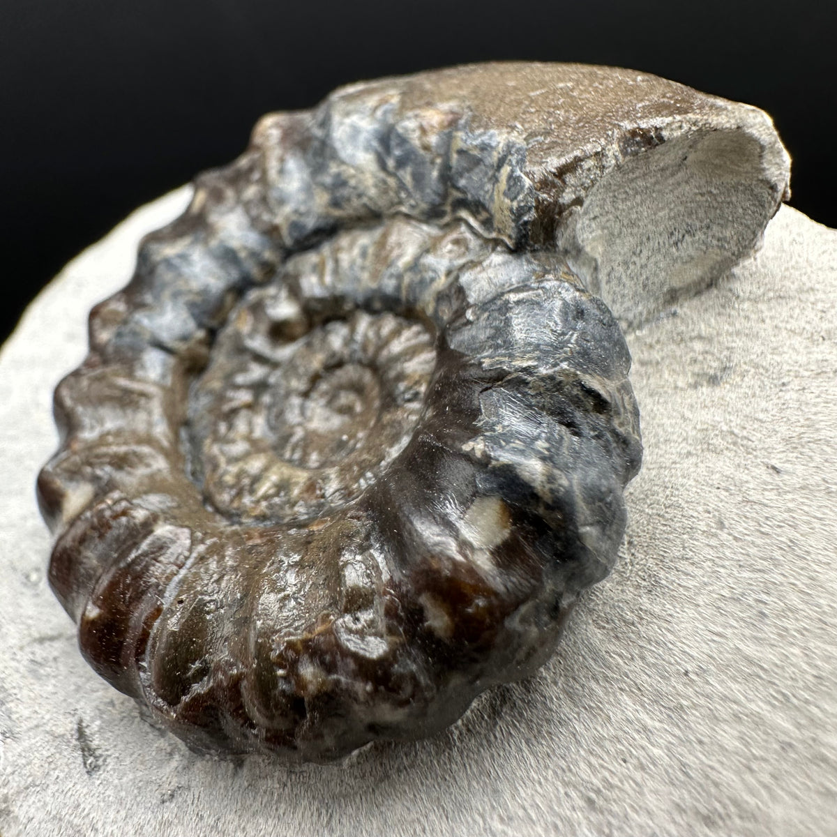 Androgynoceras maculatum ammonite fossil with box and stand - Whitby, North Yorkshire Jurassic Coast Yorkshire Fossils