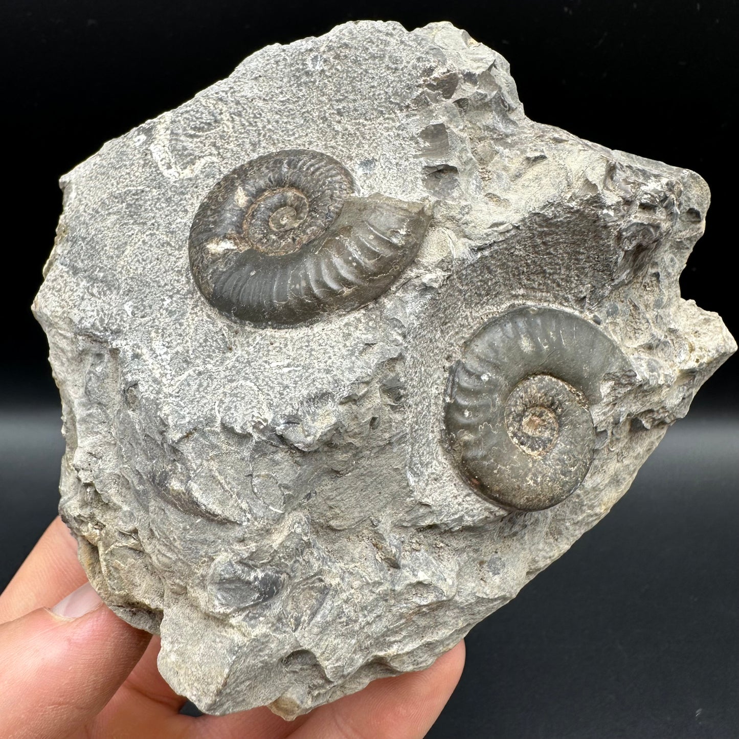 Grammoceras thoaurense Ammonite shell fossil - Whitby, North Yorkshire, Yorkshire Fossils from the Jurassic Coast