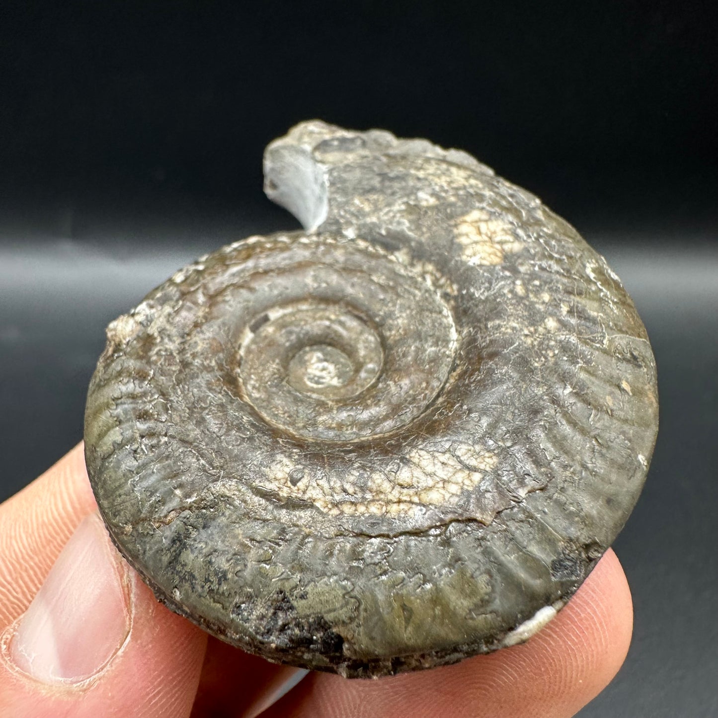 Hildoceras Bifrons Ammonite fossil with box and stand - Whitby, North Yorkshire Jurassic Coast, Yorkshire Fossils from the Jurassic Coast