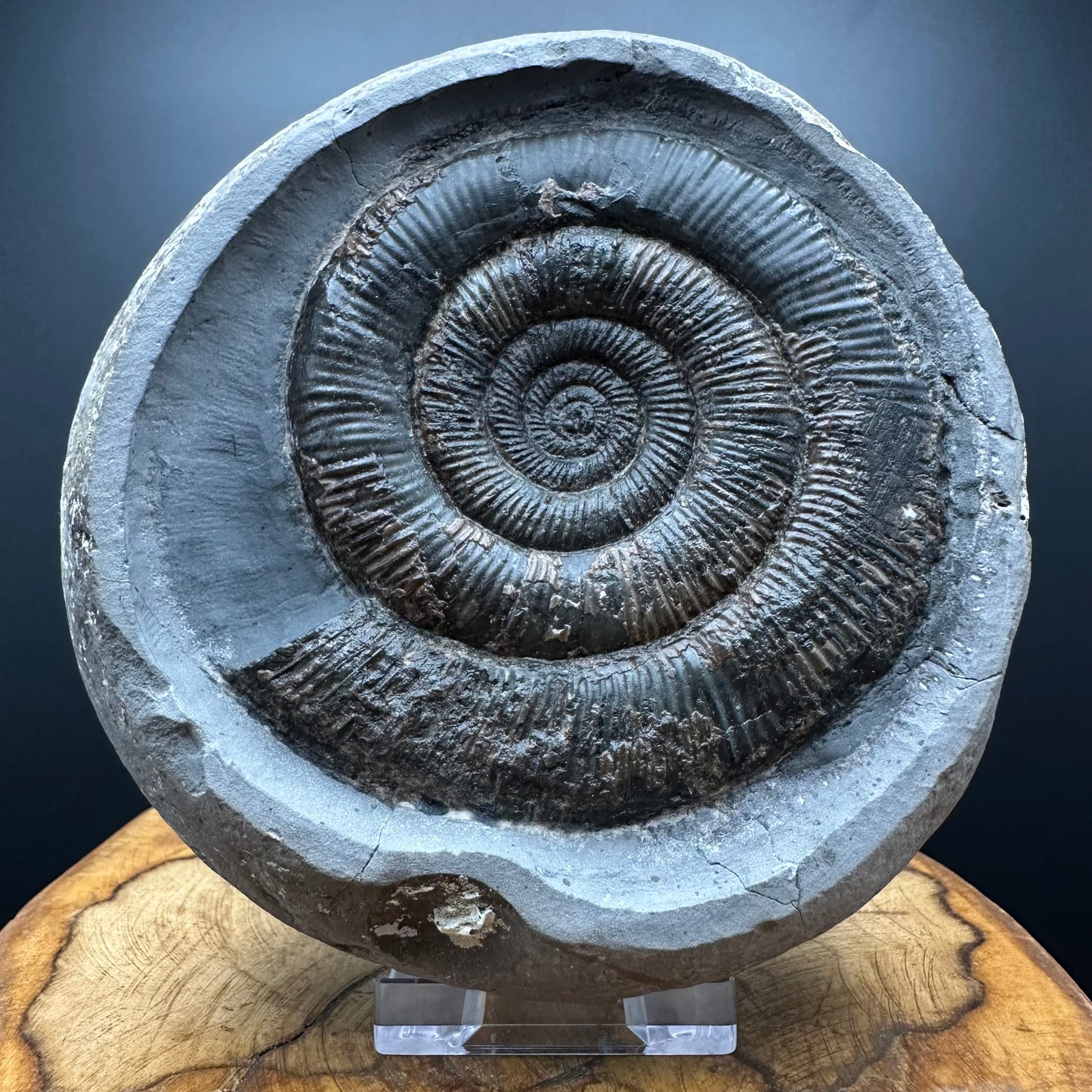 Dactylioceras tenuicostatum Ammonite fossil with box and stand - Whitby, North Yorkshire Jurassic Coast