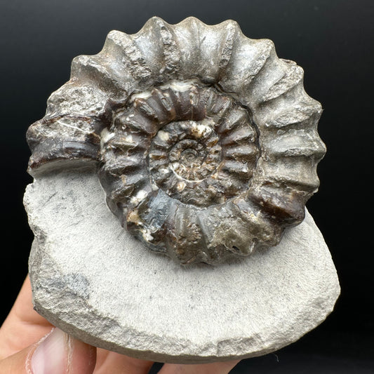 Androgynoceras maculatum ammonite fossil with box and stand - Whitby, North Yorkshire Jurassic Coast Yorkshire Fossils