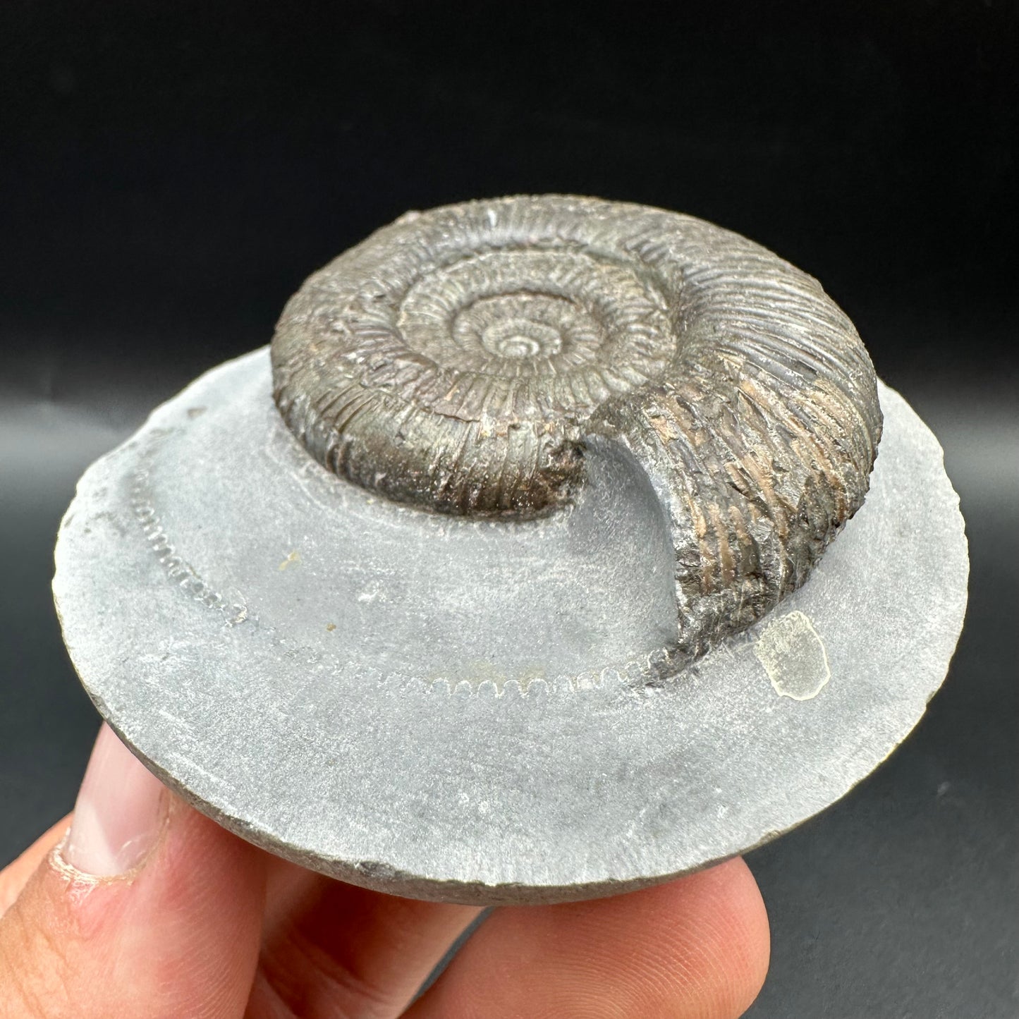 Dactylioceras semicelatum Ammonite fossil with box and stand - Whitby, North Yorkshire Jurassic Coast Yorkshire Fossils