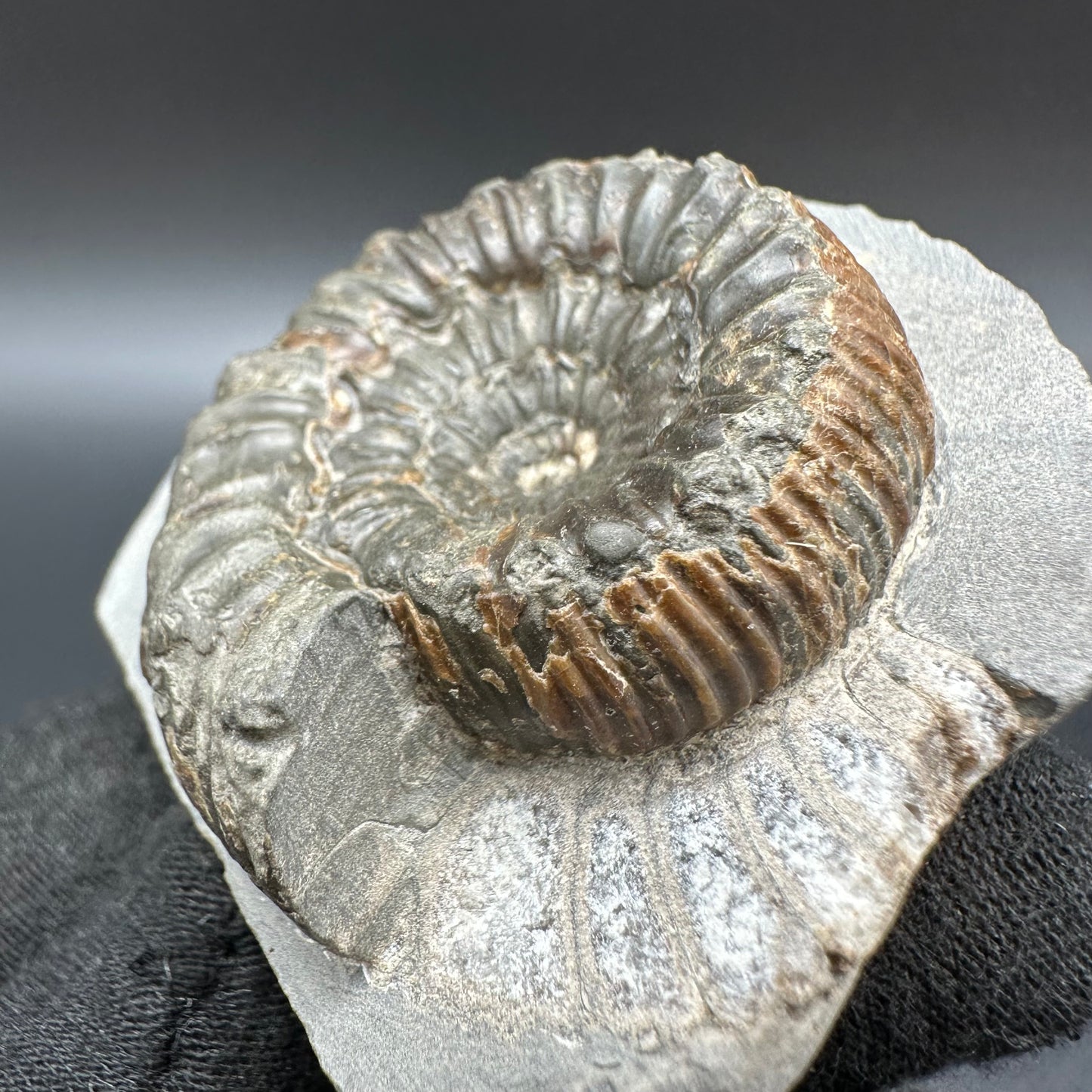 Peronoceras Sp. Ammonite fossil with box and stand - Whitby, North Yorkshire Jurassic Coast Yorkshire Fossils