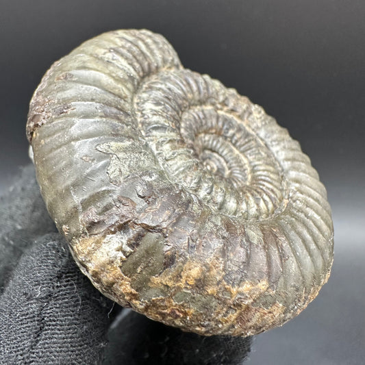 Catacoeloceras Sp. ammonite fossil with box and stand- Whitby, North Yorkshire Jurassic Coast Yorkshire Fossils