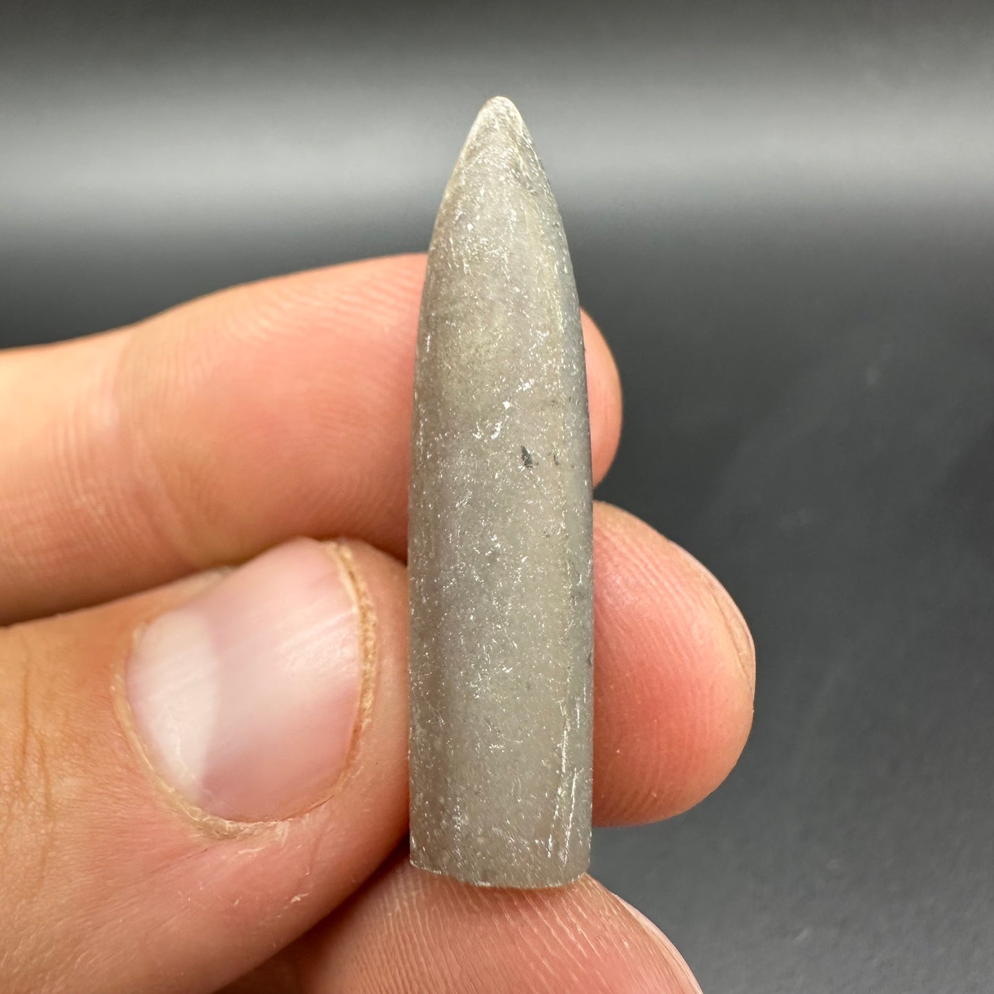 Belemnite (Fossil Squid) shell fossil - Whitby, North Yorkshire Jurassic Coast Yorkshire Fossils