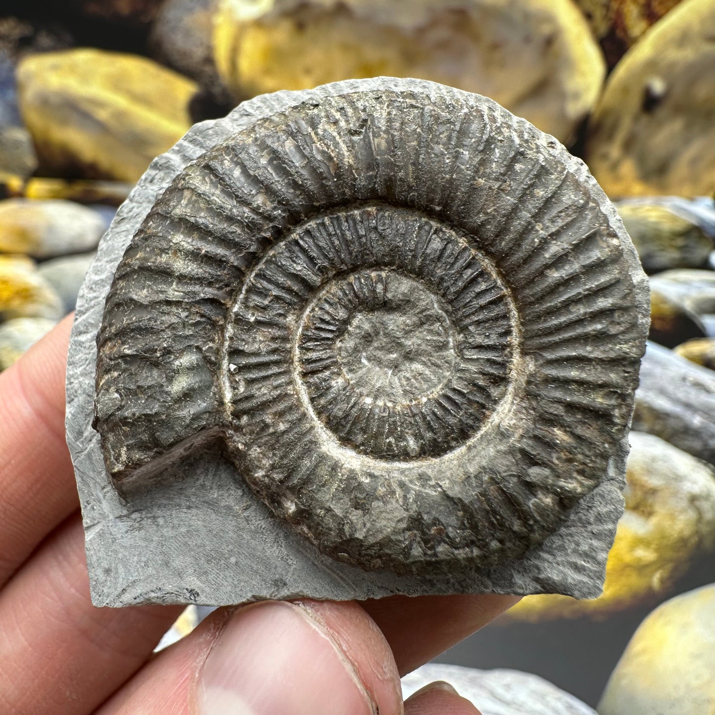 Dactylioceras ammonite fossil bundle x3 - Whitby, North Yorkshire Jurassic Coast