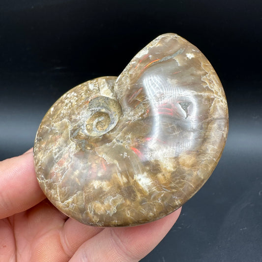 Cleoniceras Ammonite Fossil With Box And Stand - Cretaceous Ammonite Madagascar