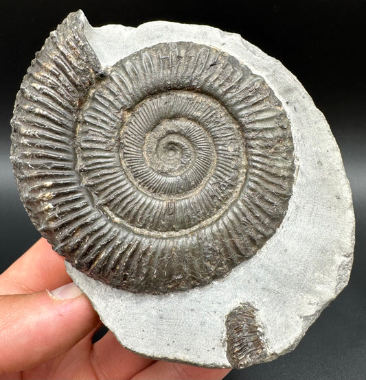 Peronoceras turriculatum Ammonite fossil with box and stand - Whitby, North Yorkshire Jurassic Coast, Yorkshire fossils