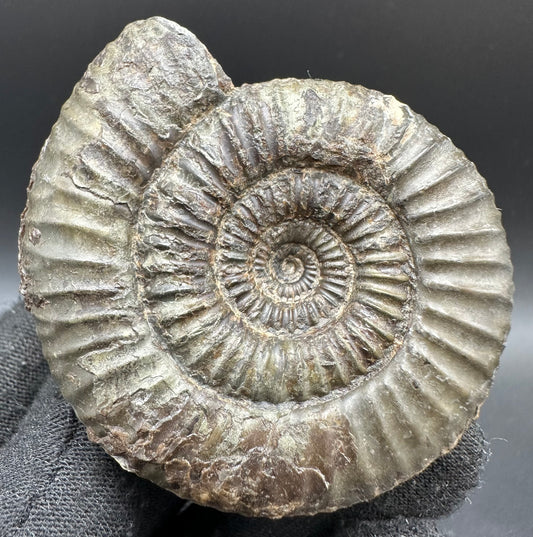Catacoeloceras Sp. ammonite fossil with box and stand- Whitby, North Yorkshire Jurassic Coast Yorkshire Fossils