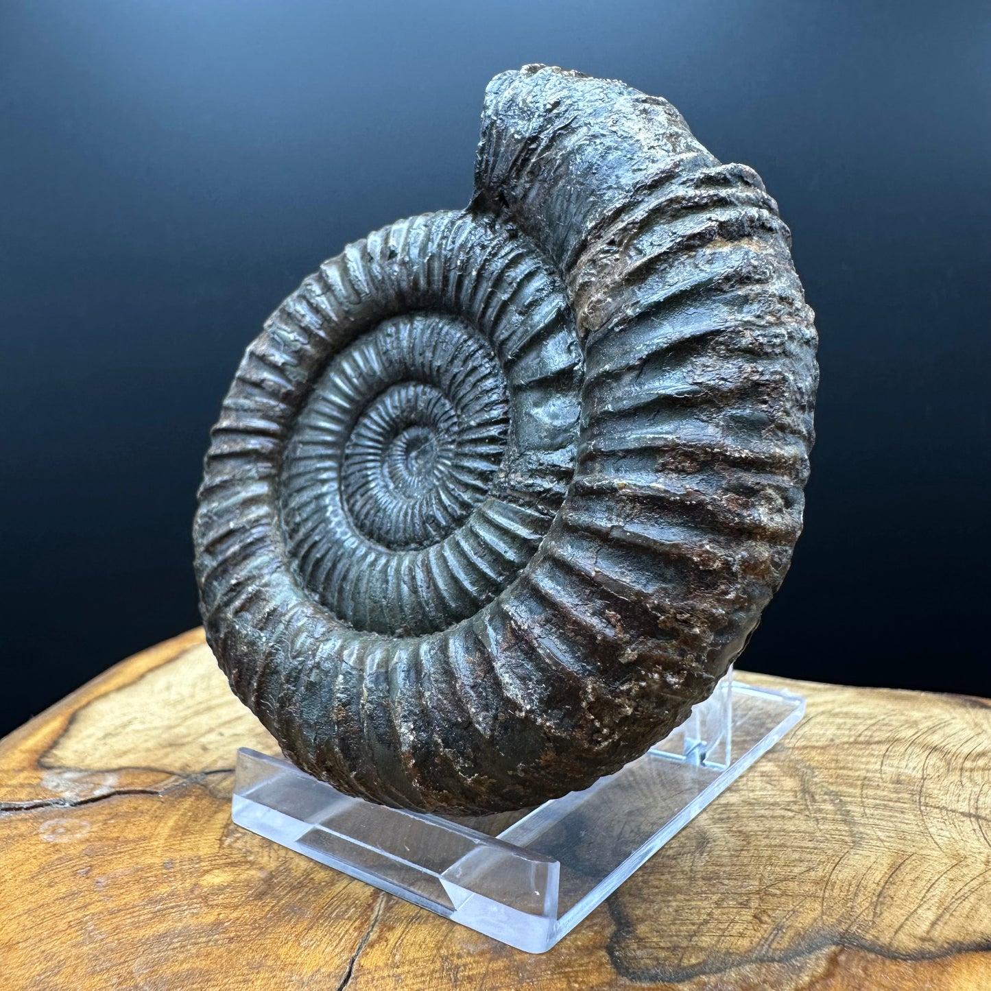 Dactylioceras Ammonite Fossil With box and Stand - Whitby, North Yorkshire Jurassic Coast Yorkshire Fossils