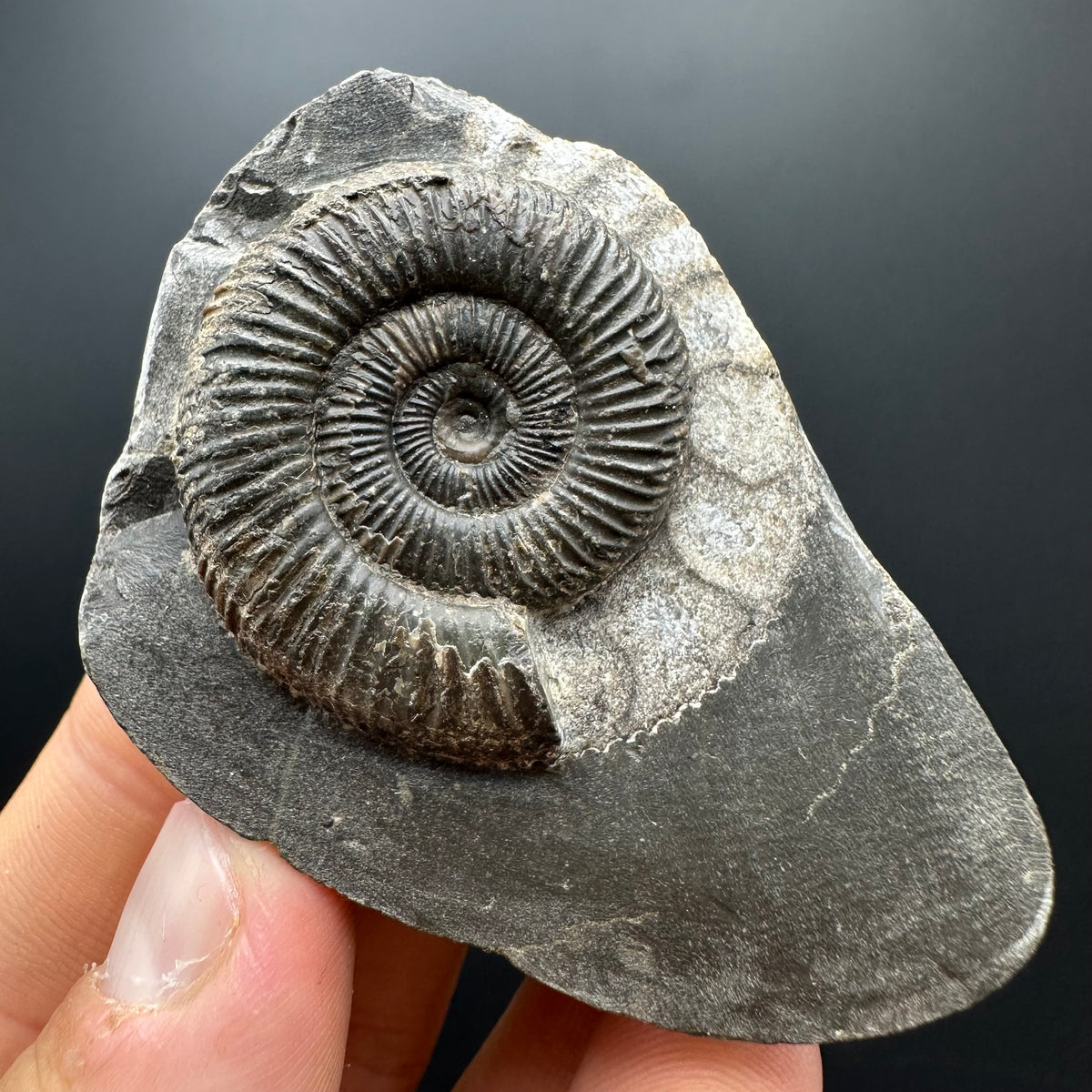 Dactylioceras Ammonite Fossil With box and Stand - Whitby, North Yorkshire Jurassic Coast Yorkshire Fossils