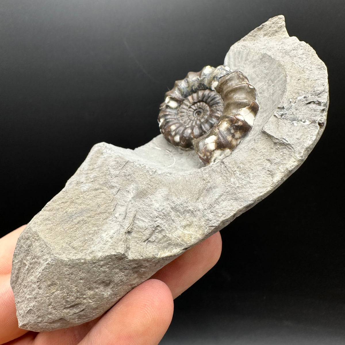 Androgynoceras maculatum ammonite fossil with stand - Whitby, North Yorkshire Jurassic Coast Yorkshire Fossils