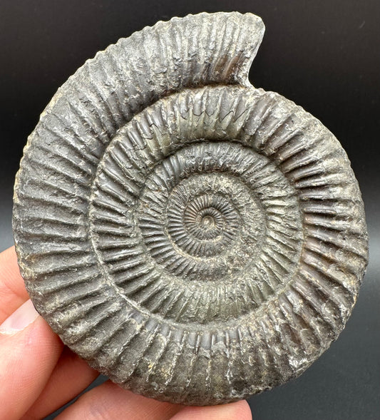 Dactylioceras Ammonite Fossil With Box And Stand - Whitby, North Yorkshire Jurassic Coast Yorkshire Fossils
