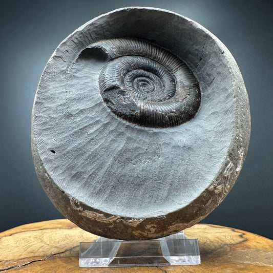 Dactylioceras tenuicostatum Ammonite fossil with box and stand - Whitby, North Yorkshire Jurassic Coast