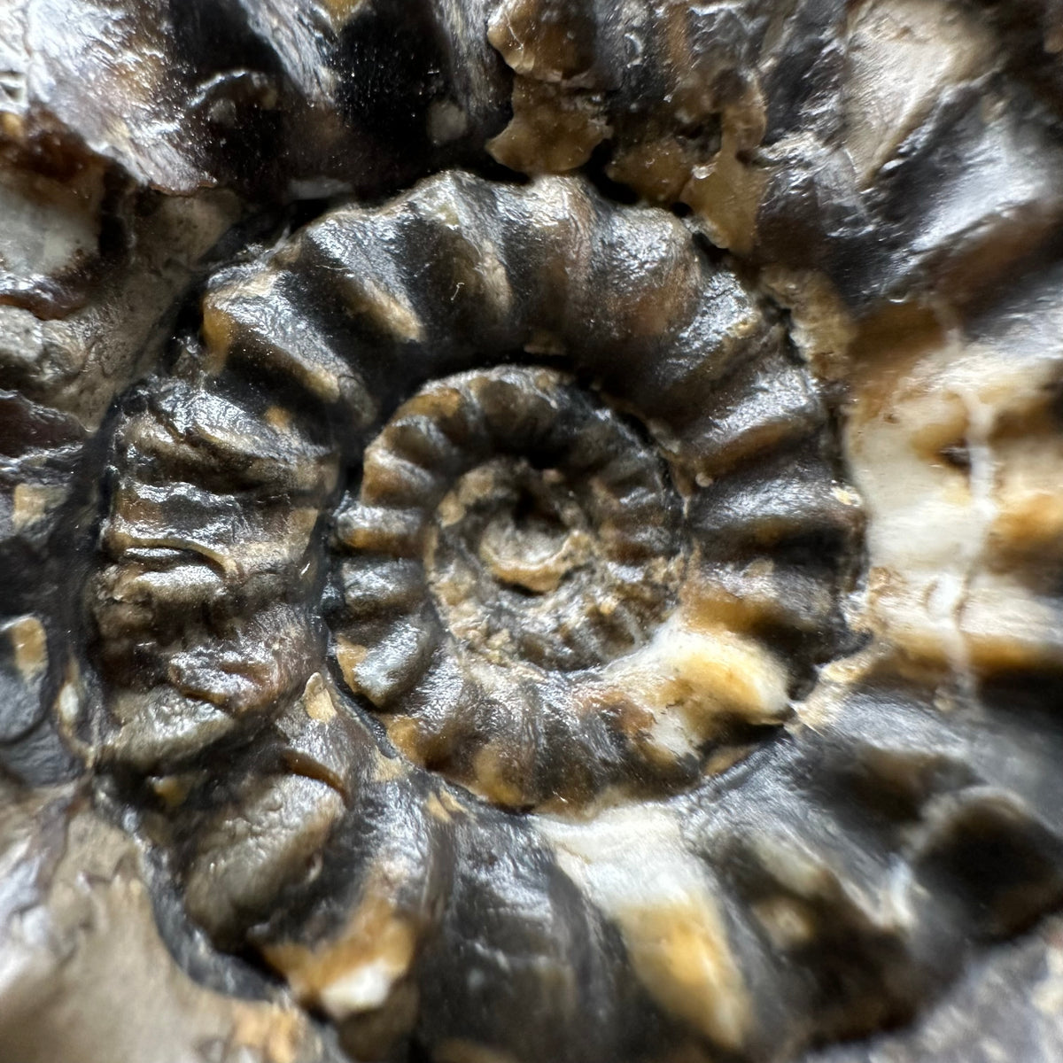 Androgynoceras maculatum ammonite fossil with box and stand - Whitby, North Yorkshire Jurassic Coast Yorkshire Fossils