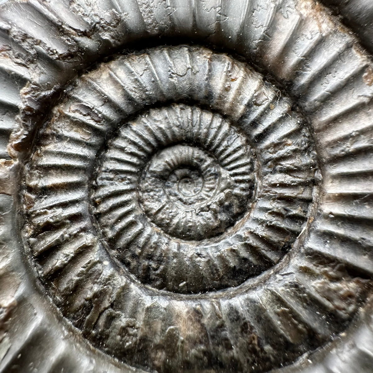 Dactylioceras Ammonite Fossil With Stand - Whitby, North Yorkshire Jurassic Coast Yorkshire Fossils