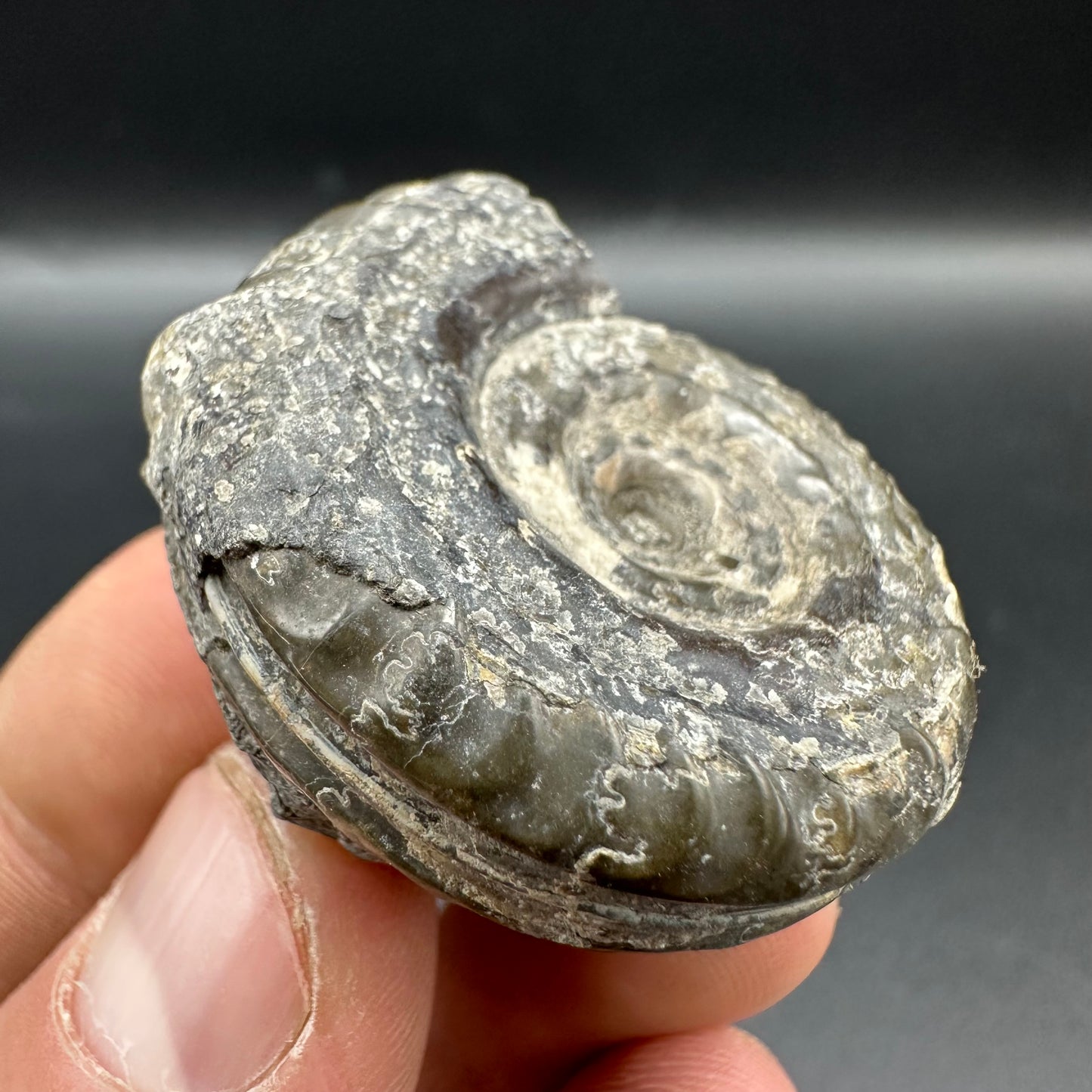 Hildoceras Bifrons Ammonite fossil with box and stand - Whitby, North Yorkshire Jurassic Coast, Yorkshire Fossils from the Jurassic Coast