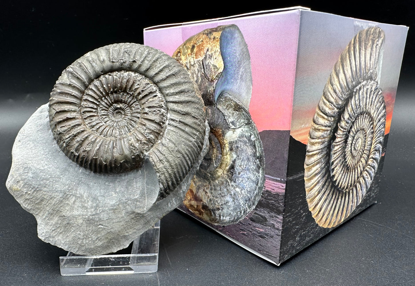 Catacoeloceras Sp. ammonite fossil with box and stand- Whitby, North Yorkshire Jurassic Coast Yorkshire Fossils