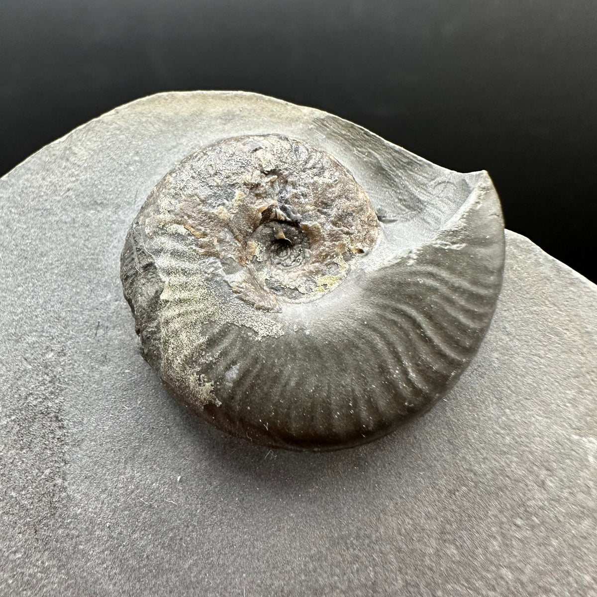 Eleganticeras Elegantulum ammonite fossil with box and stand - Whitby, North Yorkshire Jurassic Coast, Yorkshire Fossils