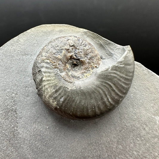 Eleganticeras Elegantulum ammonite fossil with box and stand - Whitby, North Yorkshire Jurassic Coast, Yorkshire Fossils